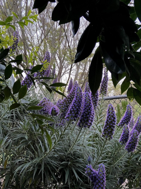 Secret garden 2